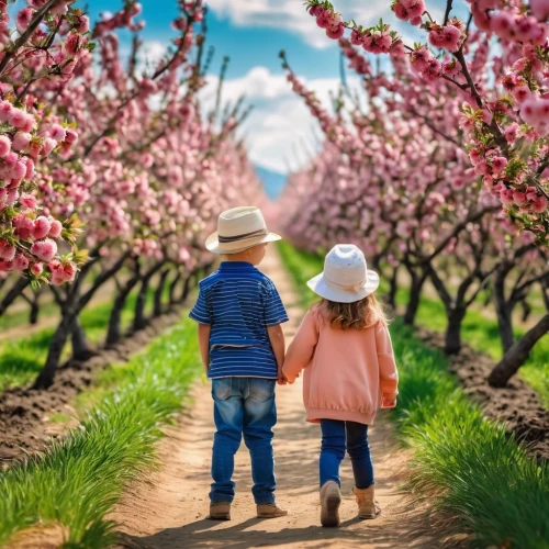 cherry trees,apple blossoms,almond trees,almond blossoms,blossoming apple tree,japanese cherry trees,blooming trees,apple trees,apple tree flowers,girl and boy outdoor,apple tree blossom,spring blossoms,apple blossom branch,apple orchard,almond blossom,walk with the children,spring background,springtime background,the cherry blossoms,spring blossom