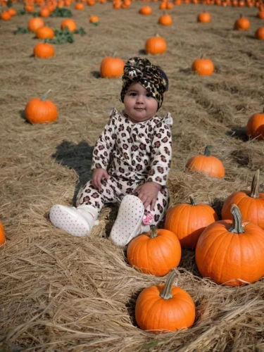 pumpkin patch,pumpkins,pumpkin autumn,pumpkin,pumpkin face,mini pumpkins,pumkins,pumkin,pumpkin heads,autumn photo session,autumn pumpkins,bumpkin,pumpkin seed,pumpkin pie,striped pumpkins,candy pumpkin,harvest festival,clementine,white pumpkin,pumpkin seeds