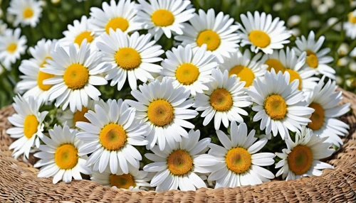 australian daisies,white daisies,leucanthemum,daisies,leucanthemum maximum,marguerite daisy,daisy flowers,wood daisy background,sun daisies,shasta daisy,oxeye daisy,barberton daisies,african daisies,marguerite,ox-eye daisy,yellow daisies,flowers in basket,daisy family,flowers png,bellis perennis,Photography,General,Realistic
