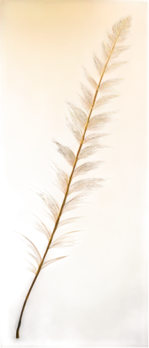 feather bristle grass,pennisetum,chicken feather,white feather,ostrich feather,swan feather,hawk feather,bird feather,phragmites australis,spikelets,feather,phragmites,foxtail,elymus repens,hare tail grasses,peacock feather,seed-head,grass fronds,reed grass,grasses in the wind,Illustration,Abstract Fantasy,Abstract Fantasy 09