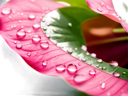 dew drops on flower,dewdrops,raindrop rose,dew drop,dew drops,dewdrop,rainwater drops,rain lily,waterdrops,pink petals,water droplets,water drops,raindrop,water droplet,flower water,droplets of water,water drop,dew droplets,pink lisianthus,flower of water-lily,Photography,Fashion Photography,Fashion Photography 04