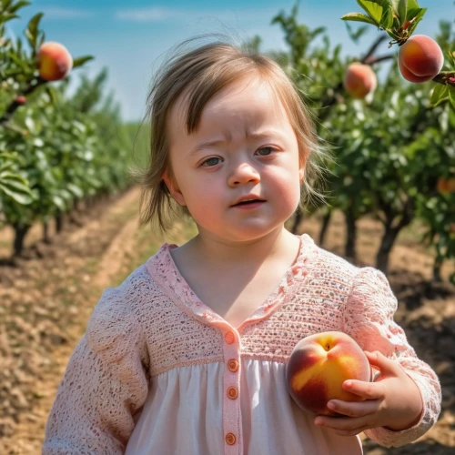 girl picking apples,picking apple,peaches in the basket,honeycrisp,apple orchard,woman eating apple,apricot,nectarines,vineyard peach,nectarine,apple harvest,peach tree,apricots,apple plantation,apple picking,mirabelles,picking vegetables in early spring,peaches,farm girl,orchards