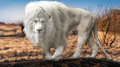 white lion,lion white,forest king lion,white lion family,white shepherd,male lion,stone lion,african lion,lion,white tiger,female lion,a white horse,skeezy lion,white dog,panthera leo,albino horse,lion number,lion - feline,samoyed,maremma sheepdog