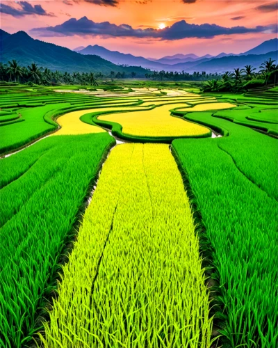 rice field,rice fields,ricefield,the rice field,paddy field,rice paddies,rice terrace,yamada's rice fields,rice terraces,rice cultivation,vietnam,landscape background,green landscape,green fields,rice mountain,paddy harvest,rural landscape,green wallpaper,indonesian rice,vietnam's,Conceptual Art,Fantasy,Fantasy 22