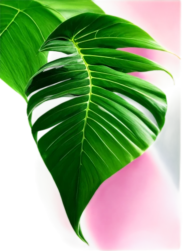 tropical leaf,coconut leaf,palm leaf,palm leaves,tropical leaf pattern,tropical floral background,spring leaf background,palm tree vector,palm fronds,leaf background,jungle leaf,mape leaf,tree leaf,fern leaf,magnolia leaf,banana leaf,walnut leaf,fan leaf,lotus leaf,wine palm,Illustration,Realistic Fantasy,Realistic Fantasy 24