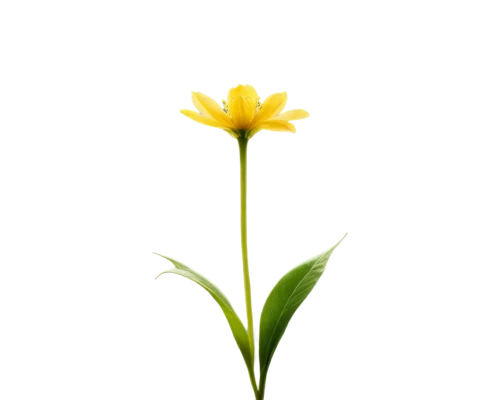 single flower,flowers png,turkestan tulip,hieracium,ikebana,minimalist flowers,small sun flower,lotus png,the trumpet daffodil,student flower,calenduleae,flower background,yellow flower,daffodil,rocket flower,calendula,small flower,yellow nutsedge,sand coreopsis,asteraceae,Photography,Fashion Photography,Fashion Photography 15