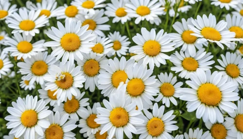 australian daisies,white daisies,daisies,wood daisy background,leucanthemum maximum,daisy flowers,leucanthemum,marguerite daisy,sun daisies,oxeye daisy,barberton daisies,shasta daisy,ox-eye daisy,daisy family,daisy flower,common daisy,perennial daisy,chamomile,asteraceae,daisy heart,Photography,General,Realistic