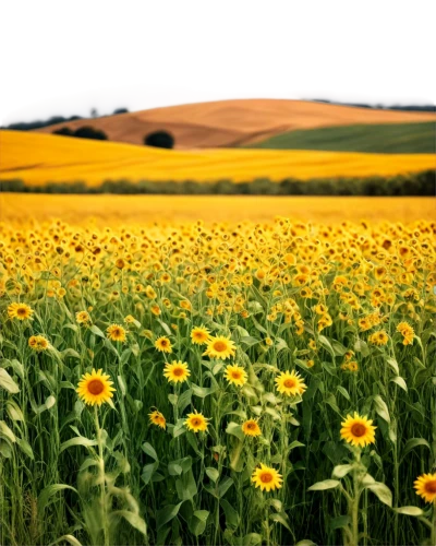 sunflower field,field of rapeseeds,flower field,field of cereals,flowers field,sunflowers,field of flowers,sunflowers and locusts are together,sun flowers,blanket of flowers,cultivated field,blanket flowers,blooming field,helianthus,chamomile in wheat field,field flowers,rapeseeds,cornfield,helianthus sunbelievable,rapeseed,Photography,Fashion Photography,Fashion Photography 23