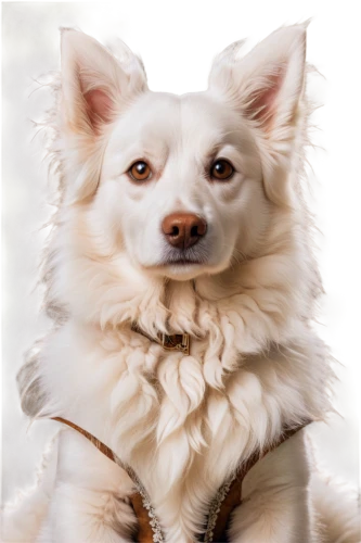 american eskimo dog,german spitz mittel,berger blanc suisse,canadian eskimo dog,white dog,german spitz,japanese spitz,german spitz klein,pet portrait,samoyed,indian spitz,canidae,dog photography,white shepherd,maltese,dog-photography,female dog,norwegian buhund,english white terrier,carpathian shepherd dog,Illustration,Realistic Fantasy,Realistic Fantasy 42