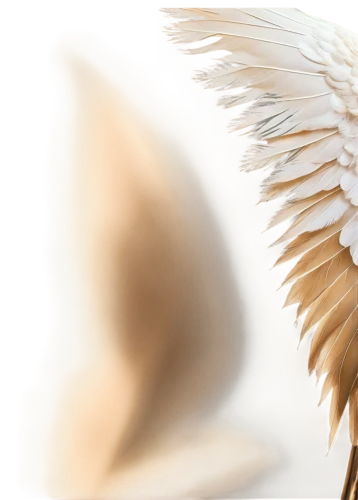 angel wing,white feather,angel wings,feather,feathers,dove of peace,swan feather,hawk feather,bird feather,beak feathers,chicken feather,feathers bird,feather jewelry,business angel,bird wing,feather headdress,bird wings,pigeon feather,harpy,prince of wales feathers,Art,Artistic Painting,Artistic Painting 49
