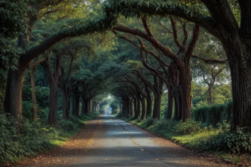 tree-lined avenue,tree lined lane,tree lined path,forest road,tree lined,brookgreen gardens,row of trees,tree canopy,forest path,tree grove,maple road,the mystical path,country road,pathway,the road,avenue,grove of trees,naples botanical garden,green forest,chestnut avenue
