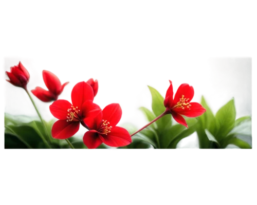 flowers png,flower background,red tulips,red flowers,red magnolia,western red lily,tulipa,impala lily,tulip background,red flower,red blooms,tulipa tarda,red border,epidendrum,red petals,floral background,monocotyledon,firecracker flower,hippeastrum,floral digital background,Art,Classical Oil Painting,Classical Oil Painting 03