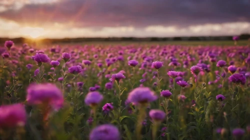 field of flowers,chive flowers,flower field,flowers field,chives field,red clover,red clover flower,lavender field,flower in sunset,purple landscape,blooming field,knapweed,flowering meadow,chive flower,meadow flowers,lavender fields,flower meadow,lavender flowers,the lavender flower,field flowers,Photography,General,Cinematic