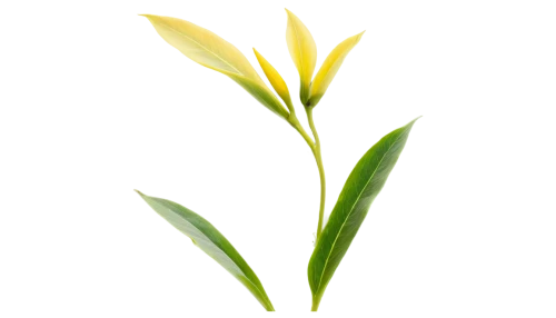 yellow nutsedge,flowers png,lemongrass,grass lily,sweet grass plant,spikelets,palm lily,lotus png,turkestan tulip,oleaceae,grape-grass lily,spring leaf background,pineapple lily,oil-related plant,strelitzia,citronella,pontederia,scaphosepalum,day lily plants,growth icon,Art,Artistic Painting,Artistic Painting 07