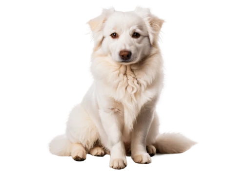 berger blanc suisse,maremma sheepdog,korean jindo dog,white shepherd,american eskimo dog,canadian eskimo dog,livestock guardian dog,kuvasz,canaan dog,english white terrier,japanese spitz,anatolian shepherd dog,white dog,pet vitamins & supplements,great pyrenees,dog pure-breed,pyrenean mastiff,labrador husky,giant dog breed,german spitz mittel,Illustration,Retro,Retro 25