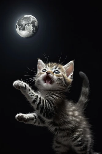 cat vector,cats playing,full moon,moon walk,cat image,moon night,moon addicted,laser pointer,cat lovers,moonlit night,american shorthair,cute cat,moonshine,tabby kitten,kittens,moon and star background,moonbeam,callisto,funny cat,meowing,Photography,Artistic Photography,Artistic Photography 11