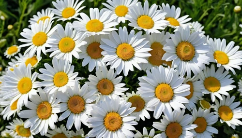 australian daisies,white daisies,leucanthemum maximum,leucanthemum,marguerite daisy,daisies,daisy flowers,sun daisies,wood daisy background,ox-eye daisy,shasta daisy,oxeye daisy,barberton daisies,african daisies,marguerite,daisy family,perennial daisy,common daisy,spanish daisy,daisy flower,Photography,General,Realistic