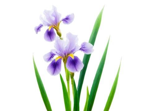 flowers png,irises,purple irises,iris japonica,saffron crocus,crocuss,tulipan violet,wild iris,spring crocus,crocus,purple crocus,crocuses,algerian iris,flower illustration,crocus flowers,iris,crocus vernus,swamp iris,flower illustrative,flower background,Illustration,Black and White,Black and White 27