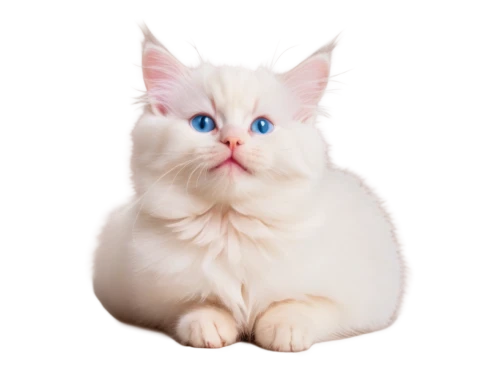 turkish angora,turkish van,british longhair cat,white cat,birman,kurilian bobtail,blue eyes cat,american curl,cat with blue eyes,cat on a blue background,cute cat,cats angora,american bobtail,japanese bobtail,breed cat,cat vector,cat image,domestic long-haired cat,napoleon cat,cartoon cat,Photography,General,Cinematic