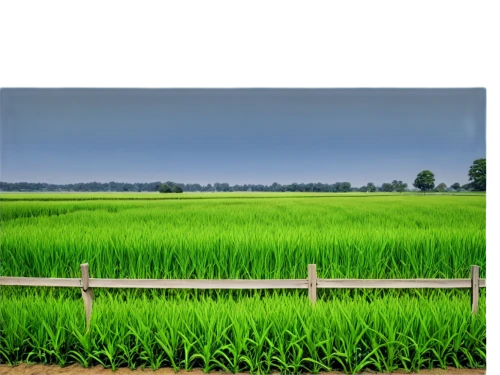 grain field panorama,farm background,paddy field,rice field,ricefield,rice fields,the rice field,wheat crops,rice cultivation,wheat germ grass,agricultural,landscape background,green fields,cultivated field,green grain,stock farming,rice paddies,barley cultivation,green landscape,farm landscape,Photography,Documentary Photography,Documentary Photography 19