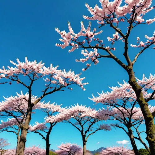 sakura trees,japanese cherry trees,japanese sakura background,sakura tree,spring in japan,magnolia trees,blooming trees,japanese cherry blossoms,sakura flowers,sakura blossoms,cherry blossom tree,japanese cherry blossom,sakura branch,flowering trees,the cherry blossoms,blossom tree,magnolia flowers,japanese magnolia,tree blossoms,takato cherry blossoms