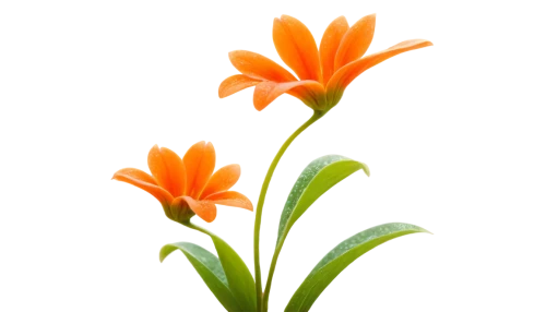 flowers png,orange lily,ornithogalum,orange flower,guernsey lily,orange flowers,minimalist flowers,turkestan tulip,flower background,defense,ornithogalum umbellatum,lily flower,tulip background,orange petals,orange tulips,flame lily,fire-star orchid,tulipa,flower illustration,false saffron,Conceptual Art,Daily,Daily 18