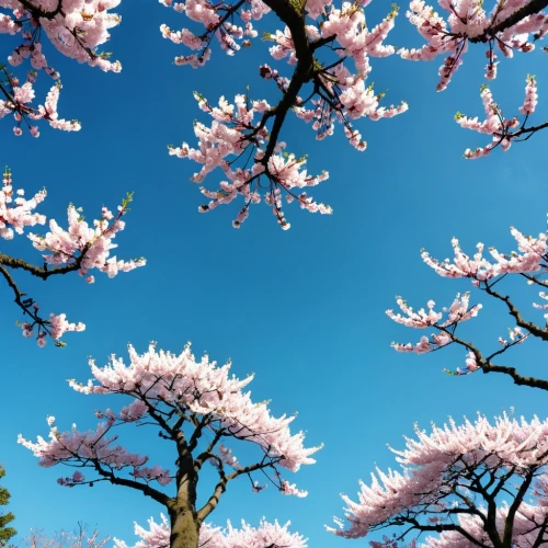 sakura trees,japanese sakura background,sakura tree,sakura flowers,japanese cherry trees,japanese cherry blossoms,cherry blossom tree,sakura blossoms,sakura background,blossom tree,blooming trees,japanese cherry blossom,sakura branch,sakura cherry tree,cherry blossoms,spring in japan,spring background,tree blossoms,the cherry blossoms,sakura blossom