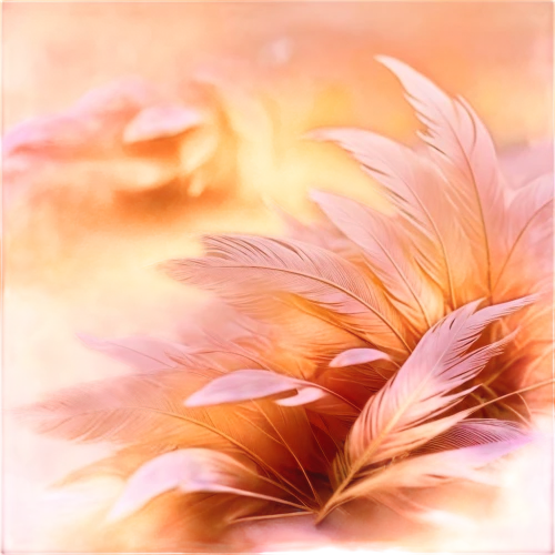 chrysanthemum background,spring leaf background,floral digital background,sunburst background,flower background,paper flower background,tulip background,japanese floral background,garden-fox tail,floral background,pink floral background,leaf background,autumn background,dandelion background,color feathers,flowers png,tropical floral background,feathers,feather,feather carnation,Conceptual Art,Oil color,Oil Color 21