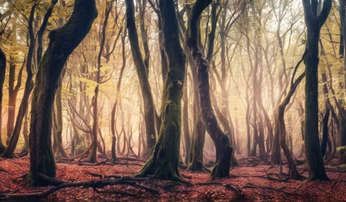 beech forest,foggy forest,deciduous forest,beech trees,autumn forest,enchanted forest,forest floor,mixed forest,germany forest,elven forest,fairytale forest,forest of dreams,holy forest,haunted forest,fairy forest,the forest,old-growth forest,the forests,forest landscape,forests