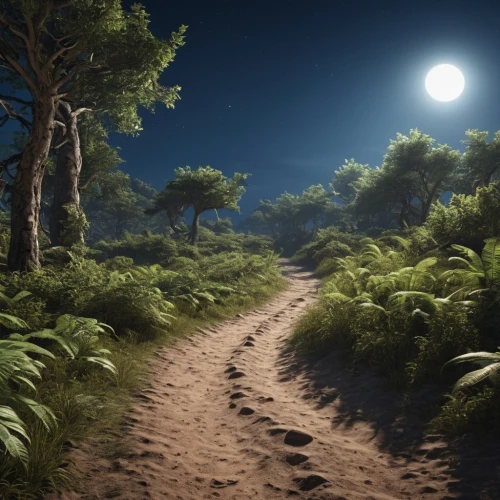 forest path,pathway,hiking path,the mystical path,wooden path,moon valley,trails,the path,forest glade,druid grove,trail,forest walk,moonscape,moonlit night,pine forest,elven forest,forest landscape,forest road,sand paths,coniferous forest,Photography,General,Realistic