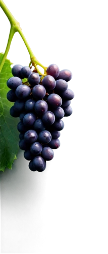 grape seed extract,purple grapes,wine grape,grape seed oil,vineyard grapes,wine grapes,grape hyancinths,table grapes,grape vine,grapes,grapevines,blue grapes,grapes icon,viognier grapes,grape vines,vitis,fresh grapes,elder berries,grape,bright grape,Conceptual Art,Daily,Daily 26