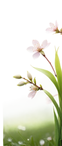 grass blossom,blooming grass,grape-grass lily,flowers png,lily of the field,grass lily,gaura,cuckoo flower,flower background,spring background,lily of the valley,japanese floral background,minimalist flowers,flying duck orchid,tea flowers,wood daisy background,floral digital background,twinflower,sakura flower,leaf flowering spring,Photography,Fashion Photography,Fashion Photography 13