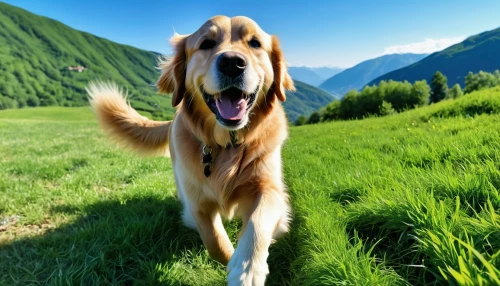 pyrenean mastiff,golden retriever,pet vitamins & supplements,golden retriver,afghan hound,bavarian mountain hound,cheerful dog,retriever,anatolian shepherd dog,aaa,dog hiking,carpathian shepherd dog,formosan mountain dog,bosnian coarse-haired hound,livestock guardian dog,tyrolean hound,rough collie,english shepherd,pyrenean shepherd,giant dog breed,Photography,General,Realistic