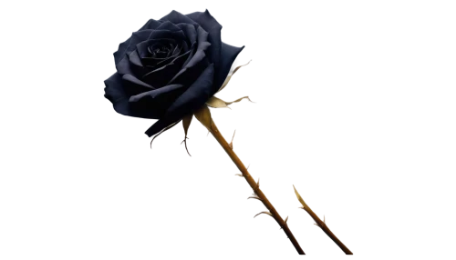 rose png,black rose,blue rose,arrow rose,dried rose,blue rose near rail,flowers png,rose flower illustration,blue moon rose,lady banks' rose,lady banks' rose ,yellow rose background,bicolored rose,flower rose,disney rose,frame rose,peace rose,rose,rose order,romantic rose,Illustration,Realistic Fantasy,Realistic Fantasy 34