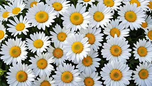 australian daisies,white daisies,leucanthemum maximum,marguerite daisy,daisies,sun daisies,leucanthemum,shasta daisy,wood daisy background,daisy flowers,oxeye daisy,barberton daisies,african daisies,ox-eye daisy,daisy family,gerbera daisies,chrysanthemum background,white chrysanthemums,perennial daisy,marguerite,Photography,General,Realistic