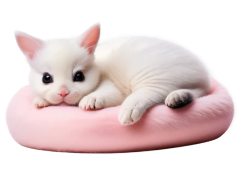 cat bed,baby bed,white cat,fennec,blossom kitten,baby float,white bunny,infant bed,pink cat,fennec fox,marshmallow,inflatable mattress,real marshmallow,seat cushion,round kawaii animals,little bunny,cute cat,baby rabbit,mochi,bean bag chair,Photography,Documentary Photography,Documentary Photography 18