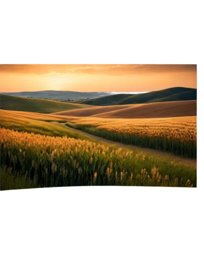 flat panel display,grain field panorama,panoramic landscape,meadow landscape,led-backlit lcd display,slide canvas,projection screen,landscape background,grasslands,wheat crops,wheat field,view panorama landscape,salt meadow landscape,wheat fields,barley field,field of cereals,bed in the cornfield,meadow fescue,grassland,farm background,Illustration,Abstract Fantasy,Abstract Fantasy 19