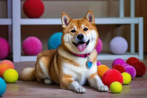 easter dog,easter décor,happy easter hunt,colorful eggs,colored eggs,color dogs,easter-colors,shiba inu,easter bunny,easter background,easter theme,happy easter,corgi,felted easter,easter,easter eggs,ball pit,welsh corgi cardigan,dog photography,dog toys,Photography,Documentary Photography,Documentary Photography 29