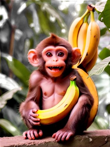 monkey banana,bananas,banana,saba banana,nanas,primate,orang utan,crab-eating macaque,primates,ape,banana family,monkey,monkeys band,uakari,mangifera,macaque,banana tree,rhesus macaque,barbary monkey,banana plant,Conceptual Art,Fantasy,Fantasy 01