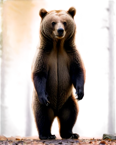 brown bear,spectacled bear,cute bear,nordic bear,sun bear,bear,scandia bear,american black bear,bear bow,grizzly bear,great bear,bear guardian,kodiak bear,brown bears,bear kamchatka,slothbear,bear market,bear teddy,bear cub,bears,Illustration,Abstract Fantasy,Abstract Fantasy 20