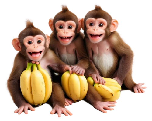 monkey family,monkeys band,banana family,monkey banana,primates,great apes,nanas,three monkeys,monkeys,ape,orang utan,monkey gang,bananas,banana,png image,primate,schisandraceae,the blood breast baboons,three wise monkeys,baboons,Conceptual Art,Fantasy,Fantasy 20