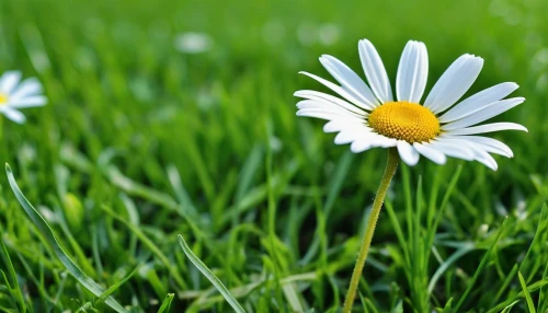 wood daisy background,common daisy,marguerite daisy,meadow daisy,daisy flower,daisy flowers,mayweed,perennial daisy,grass blossom,leucanthemum,oxeye daisy,blooming grass,bellis perennis,barberton daisies,daisies,marguerite,meadow plant,white daisies,ox-eye daisy,australian daisies,Photography,General,Realistic