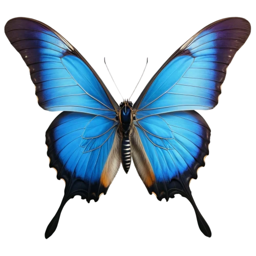 morpho butterfly,morpho peleides,blue morpho butterfly,blue morpho,morpho,butterfly vector,white admiral or red spotted purple,ulysses butterfly,blue butterfly background,pipevine swallowtail,hesperia (butterfly),butterfly clip art,melanargia,papilio,mazarine blue butterfly,butterfly isolated,blue butterfly,hybrid black swallowtail butterfly,butterfly background,flutter,Photography,General,Realistic