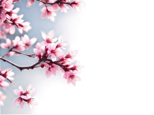 japanese floral background,japanese sakura background,sakura background,plum blossoms,spring background,floral digital background,plum blossom,cherry blossom branch,spring leaf background,pink floral background,apricot blossom,sakura tree,japanese cherry blossom,sakura blossoms,sakura cherry tree,flowers png,flower background,japanese cherry blossoms,apricot flowers,cherry branches,Art,Artistic Painting,Artistic Painting 41