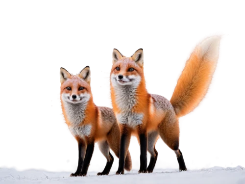 fox stacked animals,foxes,garden-fox tail,fox hunting,vulpes vulpes,redfox,fox,red fox,cute fox,a fox,south american gray fox,swift fox,fox with cub,kit fox,adorable fox,foxtail,winter animals,child fox,anthropomorphized animals,patagonian fox,Illustration,Paper based,Paper Based 18