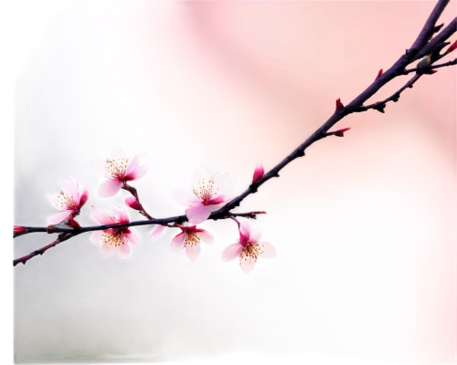 plum blossoms,plum blossom,cherry blossom branch,apricot blossom,japanese floral background,japanese sakura background,apricot flowers,peach blossom,sakura branch,japanese cherry blossom,sakura flower,japanese carnation cherry,sakura background,cherry branches,takato cherry blossoms,japanese cherry blossoms,sakura blossoms,sakura flowers,sakura cherry tree,pink cherry blossom,Conceptual Art,Sci-Fi,Sci-Fi 22