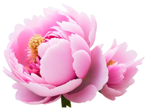 pink chrysanthemum,flowers png,peony pink,pink peony,chinese peony,pink floral background,common peony,dahlia pink,peony,pink chrysanthemums,lotus flowers,flower background,pink flower,paper flower background,lotus ffflower,lotus flower,flower pink,pink magnolia,pink dahlias,flower illustrative,Conceptual Art,Fantasy,Fantasy 13