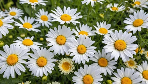 marguerite daisy,australian daisies,white daisies,leucanthemum,oxeye daisy,leucanthemum maximum,barberton daisies,daisy flowers,shasta daisy,daisies,wood daisy background,ox-eye daisy,marguerite,mayweed,sun daisies,perennial daisy,common daisy,camomile flower,camomile,daisy family,Photography,General,Realistic