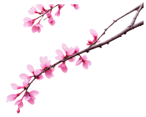 cherry blossom branch,sakura branch,flowers png,cherry branches,japanese cherry,prunus,japanese sakura background,japanese carnation cherry,sakura flower,cherry branch,cherry twig,japanese floral background,japanese cherry blossom,sakura tree,sakura blossom,pink cherry blossom,ornamental cherry,chidori is the cherry blossoms,sakura blossoms,sakura background,Photography,Documentary Photography,Documentary Photography 29