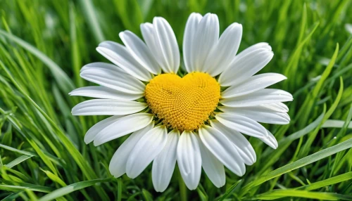 leucanthemum,marguerite daisy,common daisy,leucanthemum maximum,shasta daisy,daisy flower,ox-eye daisy,oxeye daisy,camomile flower,marguerite,mayweed,perennial daisy,daisy heart,bellis perennis,the white chrysanthemum,wood daisy background,daisy flowers,australian daisies,white chrysanthemum,white daisies,Photography,General,Realistic